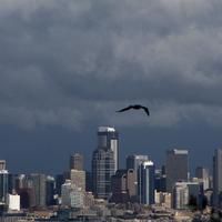 Seattle Seagull