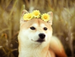 Cute Shiba Inu