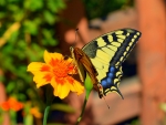Butterfly on Flowers