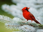Red Cardinal