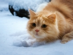 Red Ginger Cat