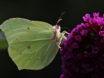 Butterfly on Purple Flowers