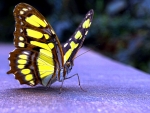 Lovely Butterfly