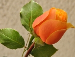 Orange Rose