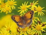 Butterfly on Yellow Flowers