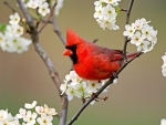 Red Cardinal on Branch