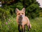 Red Fox