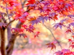 Red maple leaves