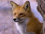 Beautiful Red Fox