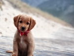 Cute Brown Puppy