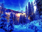 Winter Forest