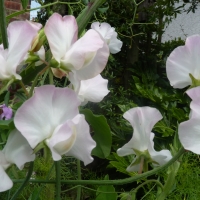 Sweet Peas