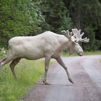Rare white elk in Sweden