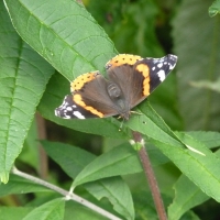 Red Admiral