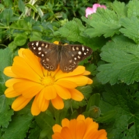 Small Brown Butterfly
