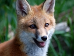Happy Fox