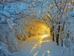 Snowy Path in Winter Sunlight