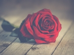 One red rose