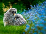Owl Chicks in the Grass