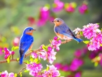Two Little Blue Birds