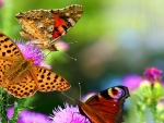 Butterflies in the Colorful Flowers