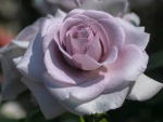 Lovely Rose