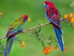 Parrot Couple in a Branch