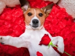 Dog With Roses