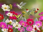 Cosmos and hummingbirds