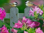 Chickadees