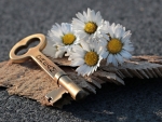 Daisies and key