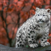 Snow Leopard