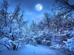 Winter Forest in the Moonlight