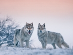 Winter Wolves