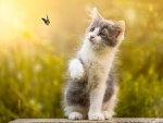 Kitten Play with Butterfly