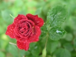 Drops on Red Rose