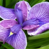 Japanese Water Iris