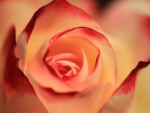 Orange Rose