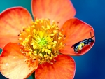 Bee Pollen Orange Flower