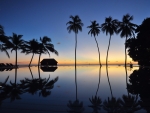 Sunset Reflection with Palm Silhouettes