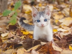 Blue Eyes Kitty