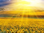 A field of sunflowers