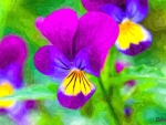 Pansies
