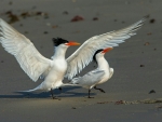 Common Tern