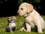 Labrador Retriever Puppy with a Kitten