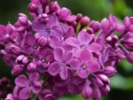 Perfumed Lilac