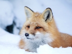 Red Fox in the Snow