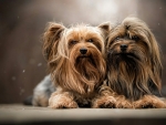 Yorkshire Terrier Puppies