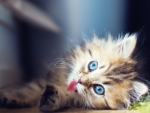 Cute Kitten