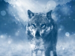 Winter Wolf